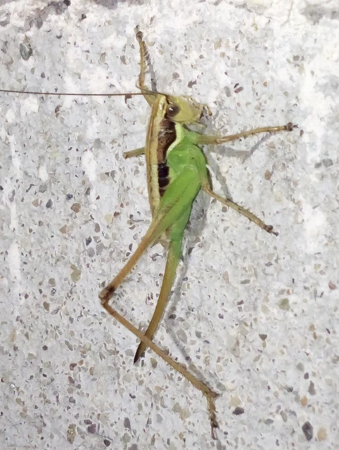 Pachytrachis gracilis - karcsú szöcske