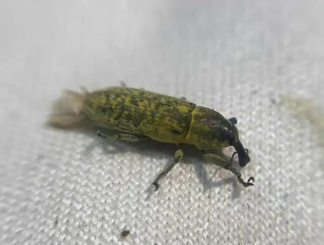 Lixus rubicundus - laboda-dudvabarkó