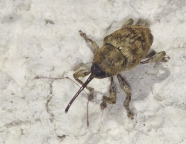 Curculio venosus - tarajos zsuzsóka