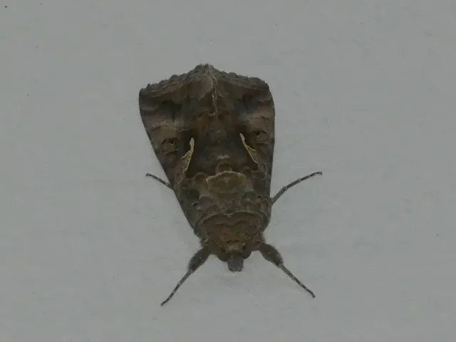 Autographa gamma - gammalepke