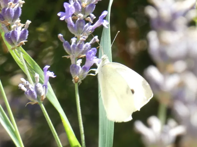Pieris rapae - répalepke