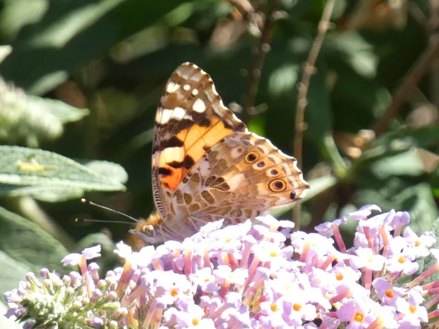 Vanessa cardui - bogáncslepke