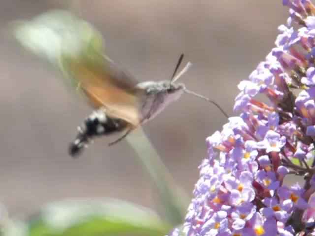 Macroglossum stellatarum - kacsafarkú szender