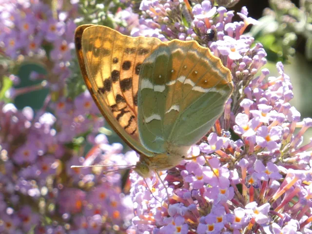 Argynnis pandora - zöldes gyöngyházlepke