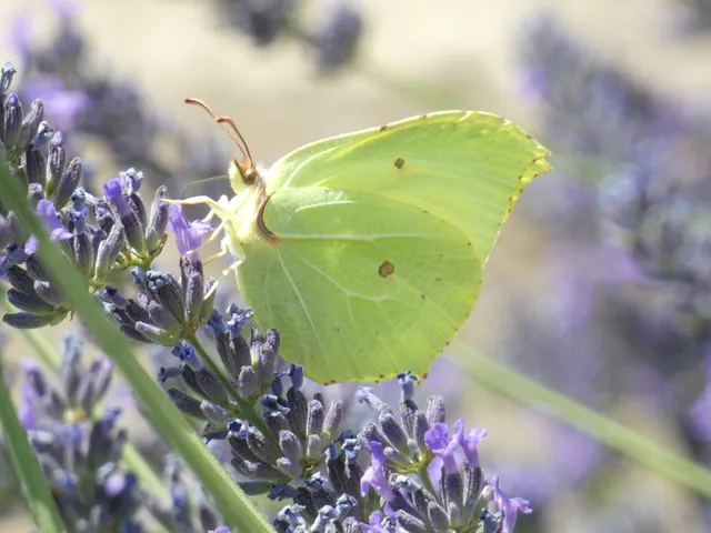 Gonepteryx rhamni - citromlepke
