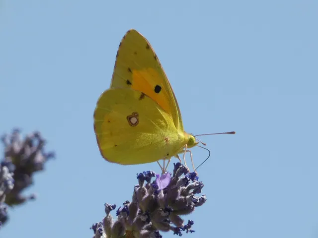 Colias croceus - sáfránylepke