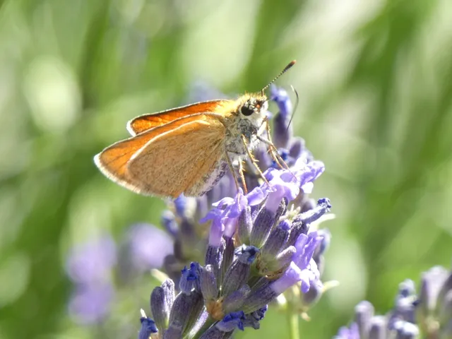 Thymelicus sylvestris - barna busalepke