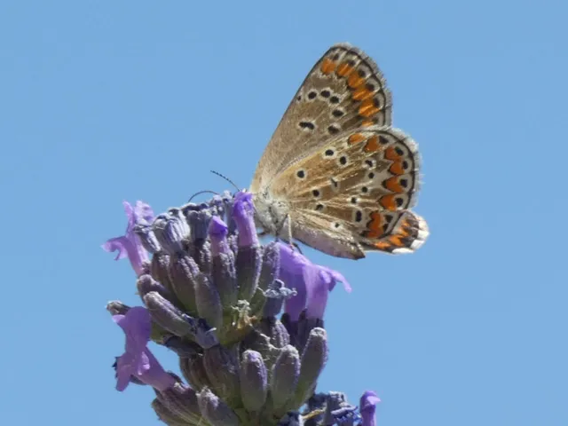 Aricia agestis - szerecsenboglárka