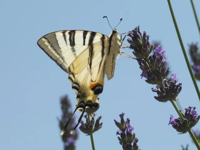 Iphiclides podalirius - kardoslepke