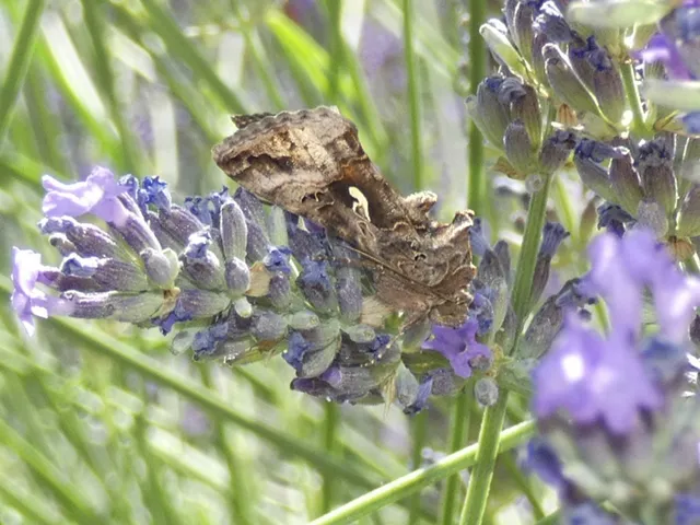 Autographa gamma - gammalepke