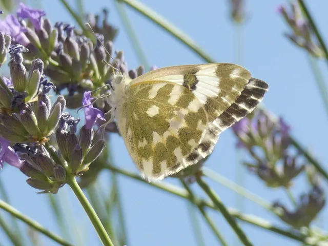 Pontia edusa - rezedalepke