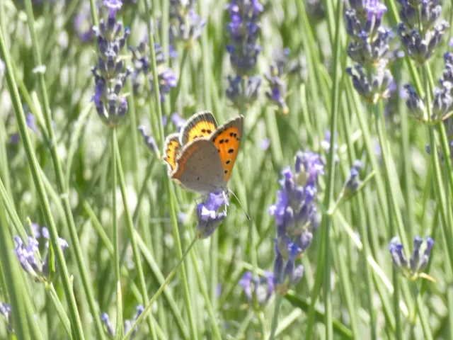 Lycaena phlaeas - közönséges tűzlepke