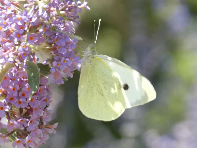 Pieris brassicae - káposztalepke