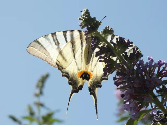 Iphiclides podalirius - kardoslepke