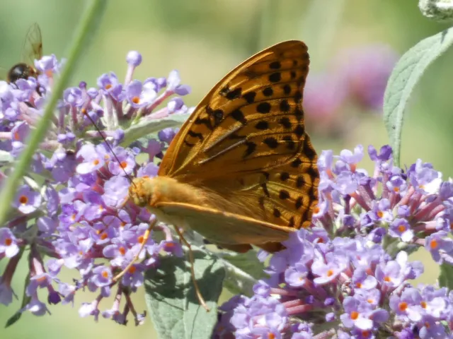 Argynnis pandora - zöldes gyöngyházlepke