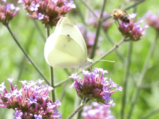 Pieris rapae - répalepke