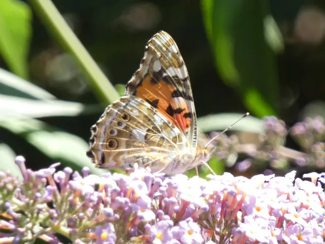 Vanessa cardui - bogáncslepke