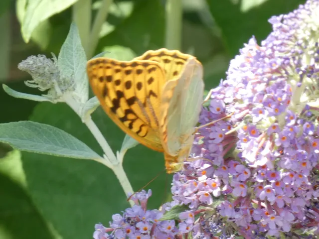 Argynnis pandora - zöldes gyöngyházlepke