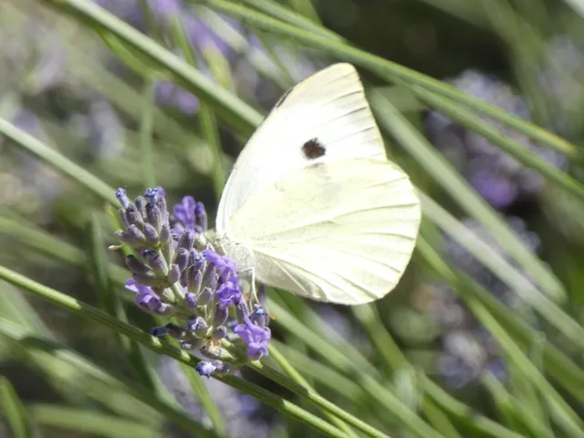 Pieris brassicae - káposztalepke
