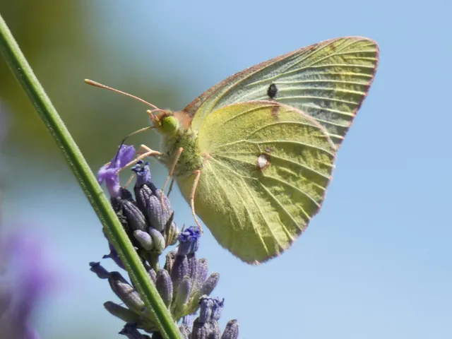 Colias
