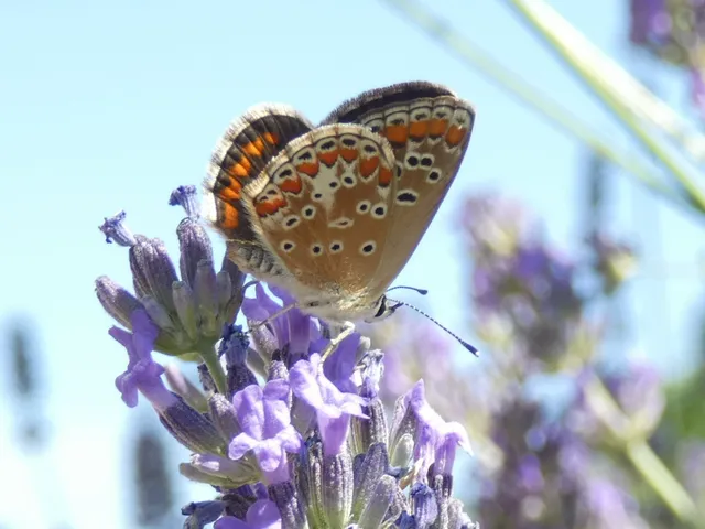 Aricia agestis - szerecsenboglárka