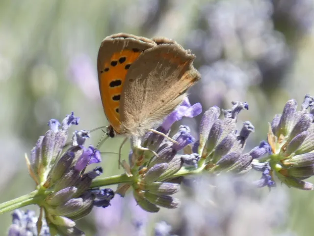 Lycaena phlaeas - közönséges tűzlepke