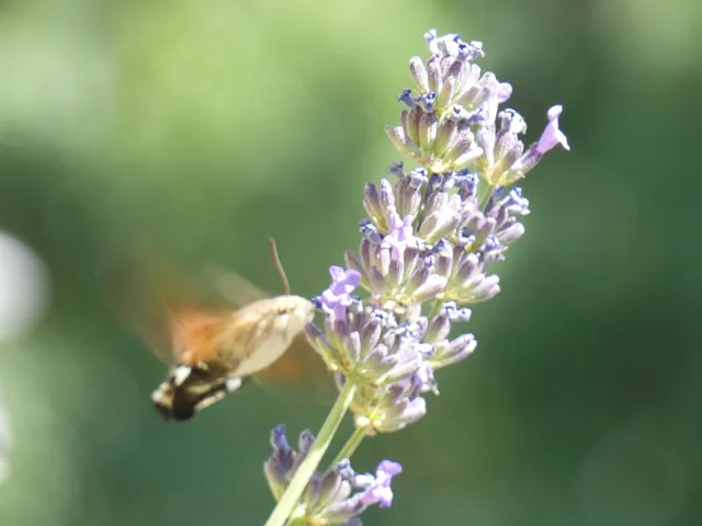 Macroglossum stellatarum - kacsafarkú szender