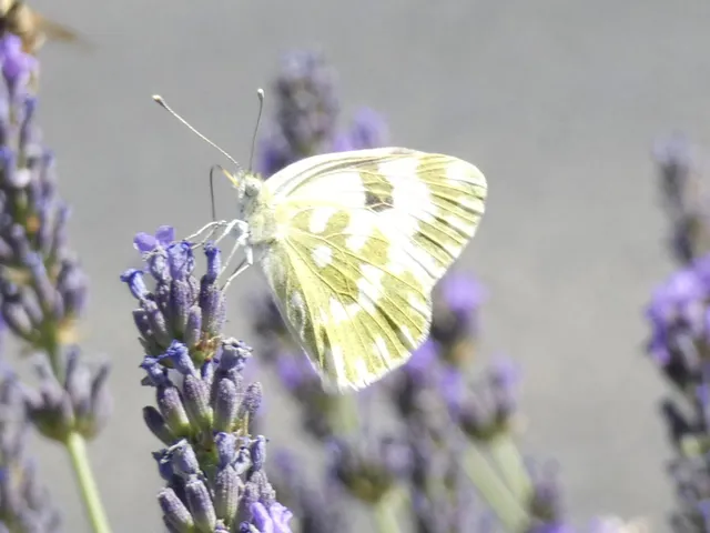 Pontia edusa - rezedalepke