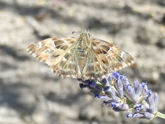 Carcharodus alceae - mályva-busalepke