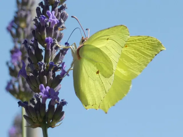 Gonepteryx rhamni - citromlepke