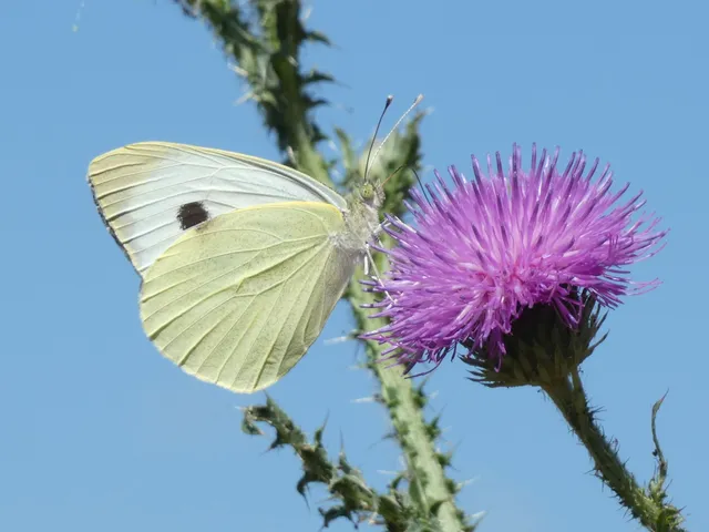 Pieris brassicae - káposztalepke