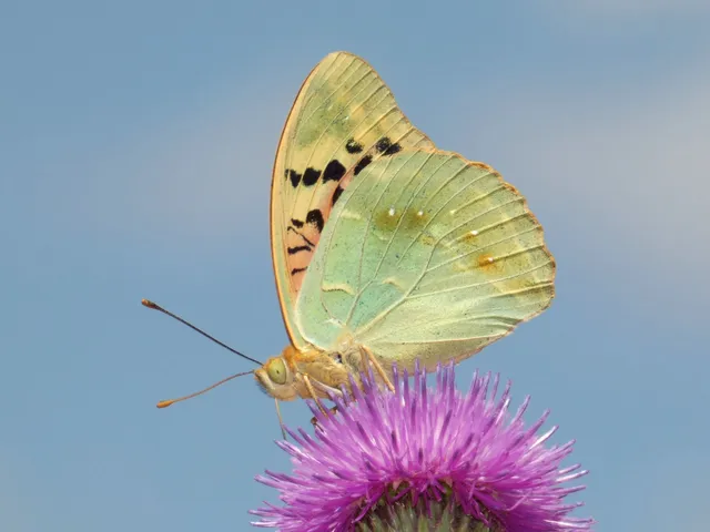 Argynnis pandora - zöldes gyöngyházlepke