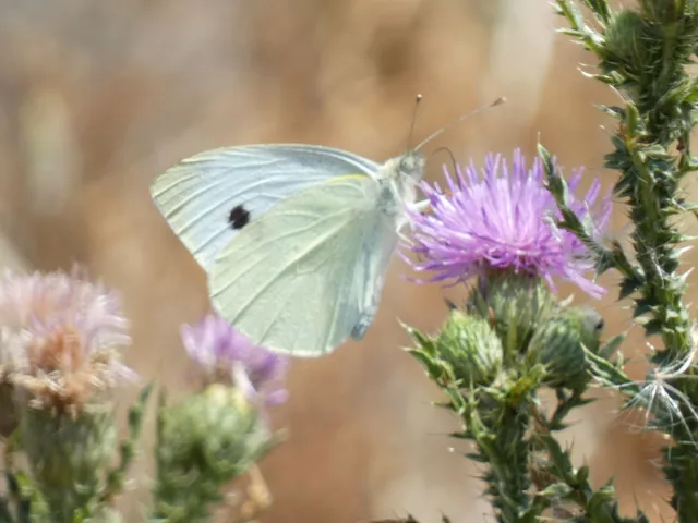Pieris rapae - répalepke