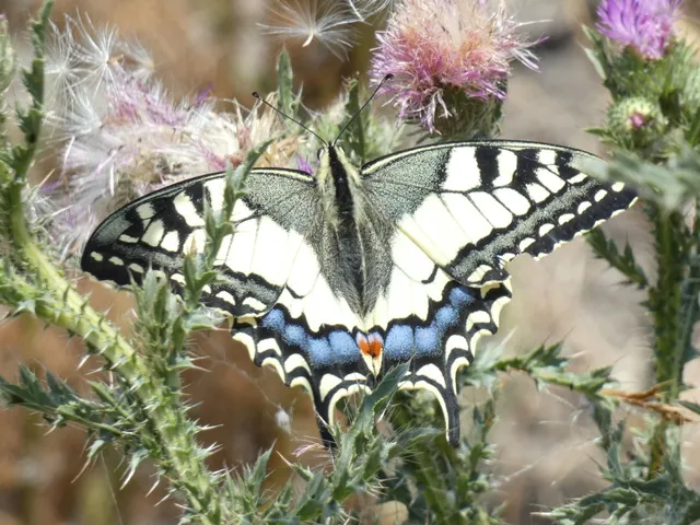 Papilio machaon - fecskefarkú lepke