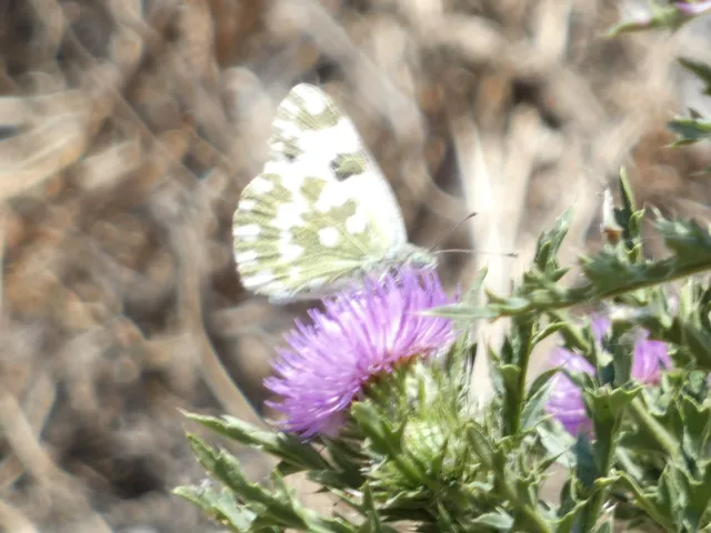 Pontia edusa - rezedalepke