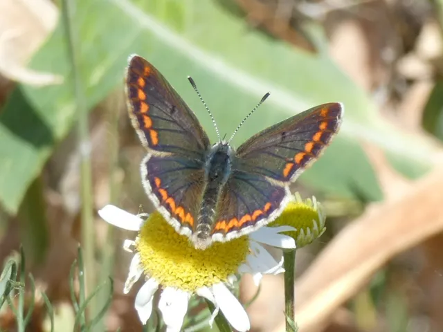 Aricia agestis - szerecsenboglárka