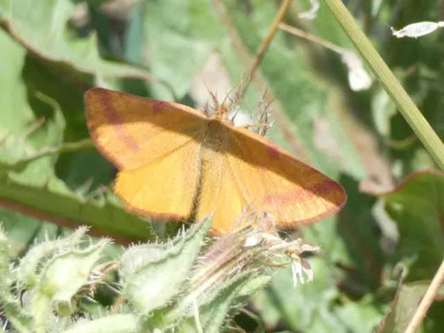Lythria purpuraria - bíborsávos araszoló