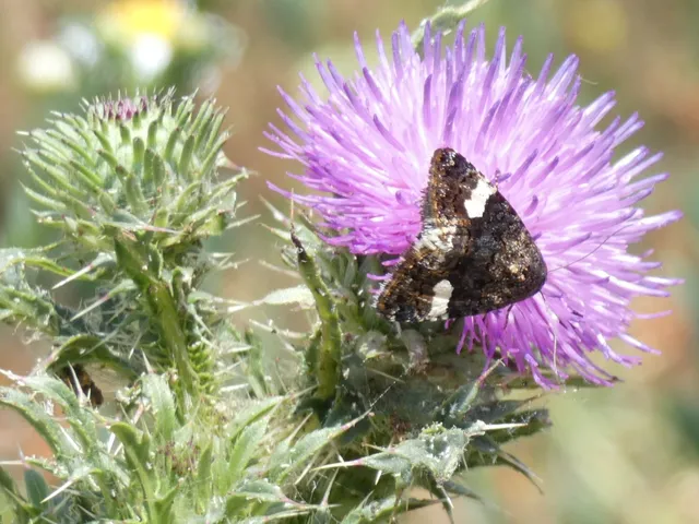 Tyta luctuosa - fekete nappalibagoly