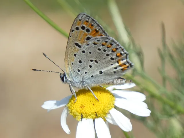 Lycaena thersamon - kis tűzlepke