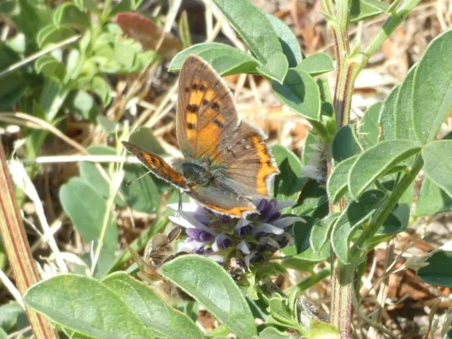 Lycaena phlaeas - közönséges tűzlepke