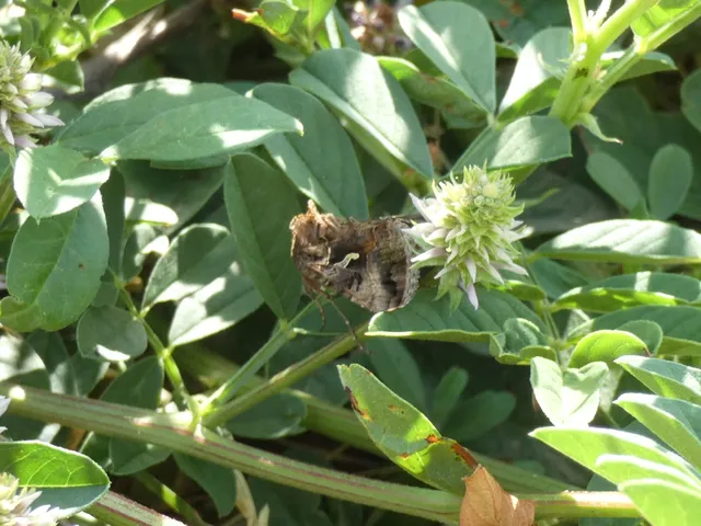 Autographa gamma - gammalepke