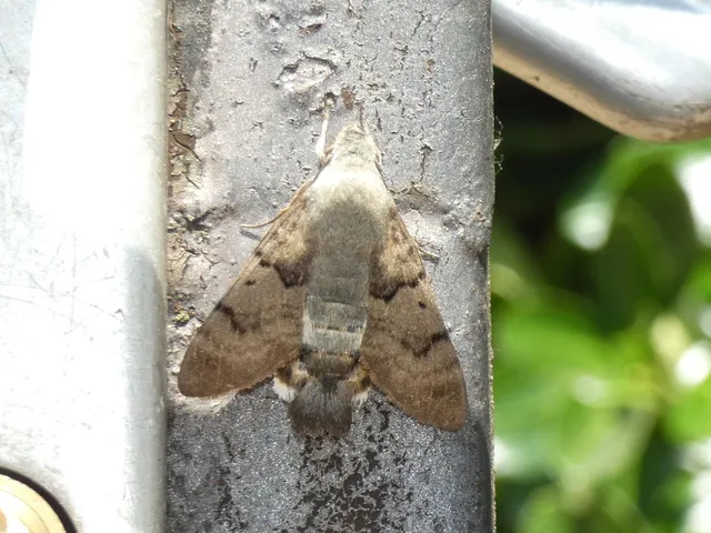 Macroglossum stellatarum - kacsafarkú szender