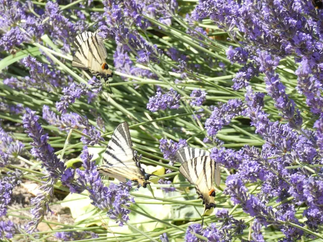 Iphiclides podalirius - kardoslepke