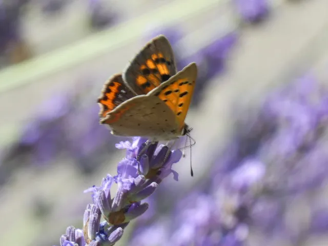Lycaena phlaeas - közönséges tűzlepke