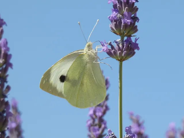 Pieris brassicae - káposztalepke