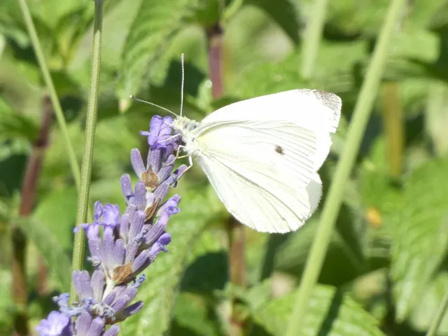 Pieris rapae - répalepke