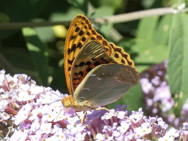 Argynnis pandora - zöldes gyöngyházlepke