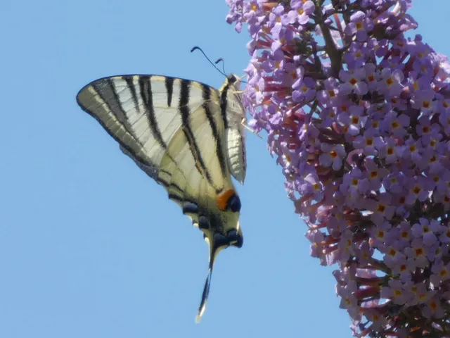 Iphiclides podalirius - kardoslepke