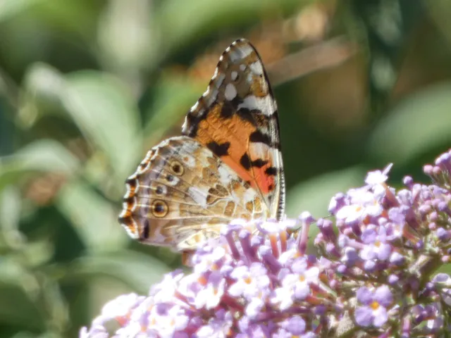 Vanessa cardui - bogáncslepke