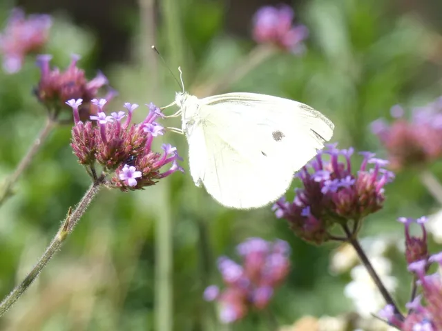 Pieris rapae - répalepke